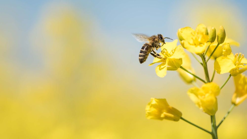 Eine Biene bestäubt eine gelbe Blume in einem Feld